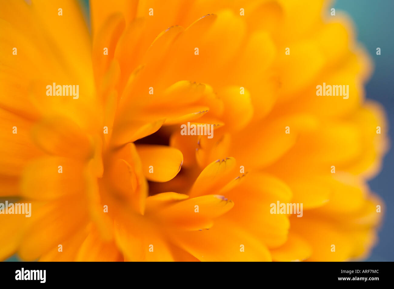 Edible marigold leaves hires stock photography and images Alamy