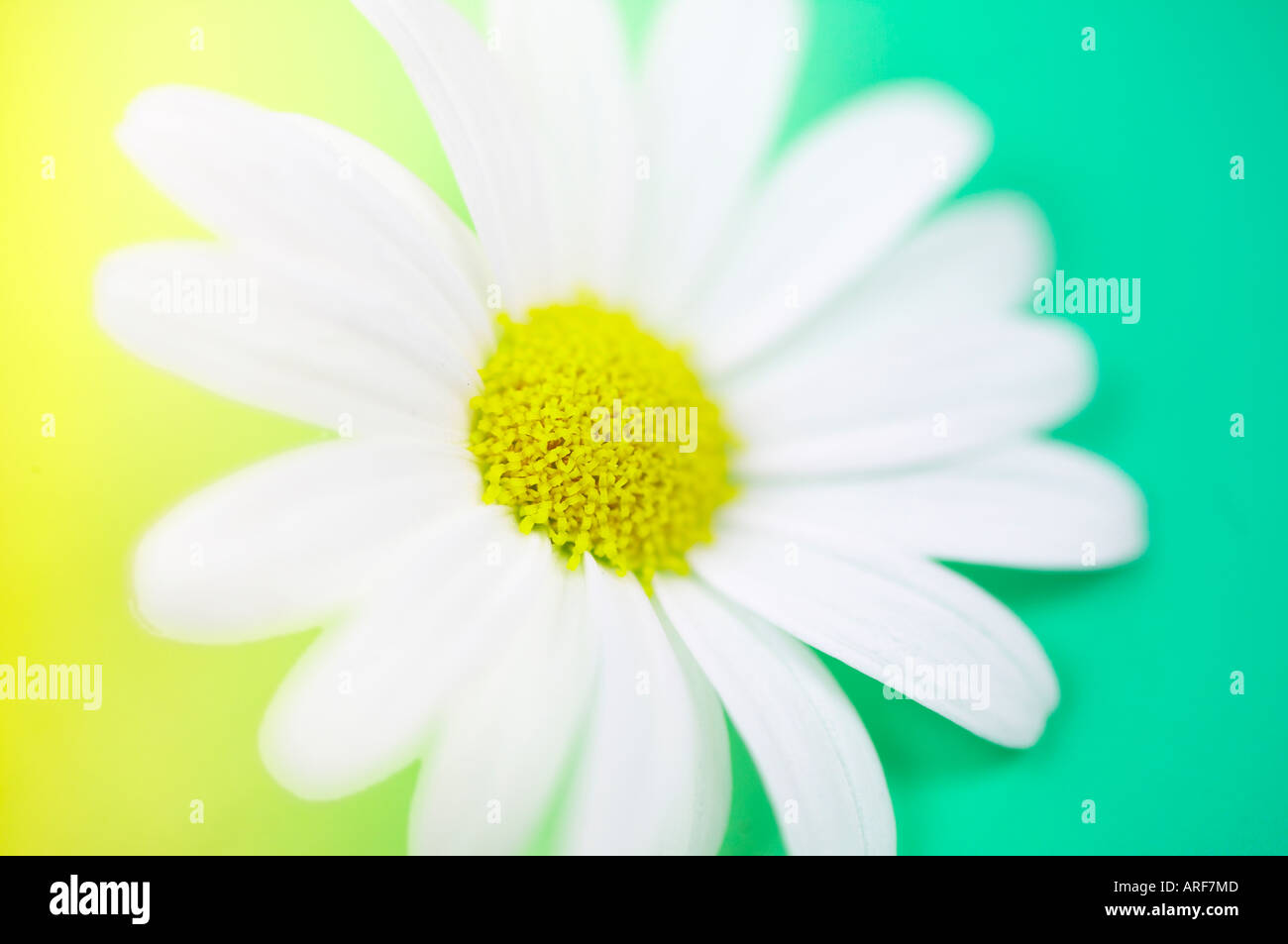 White Marguerite Argyranthemum frutescens daisy Stock Photo