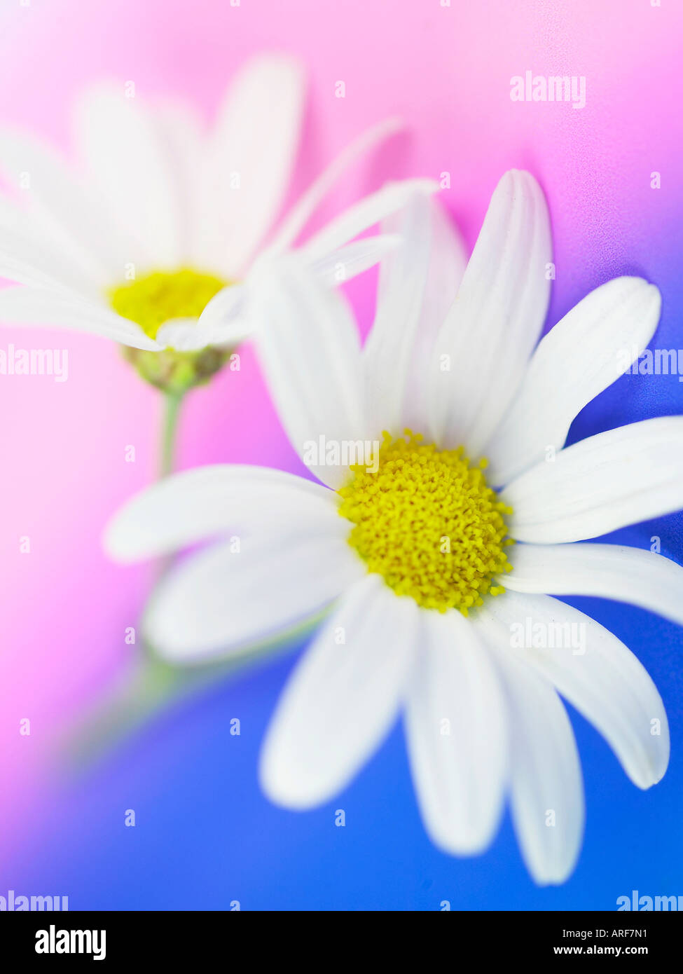 White Marguerite Argyranthemum frutescens Daisy Stock Photo
