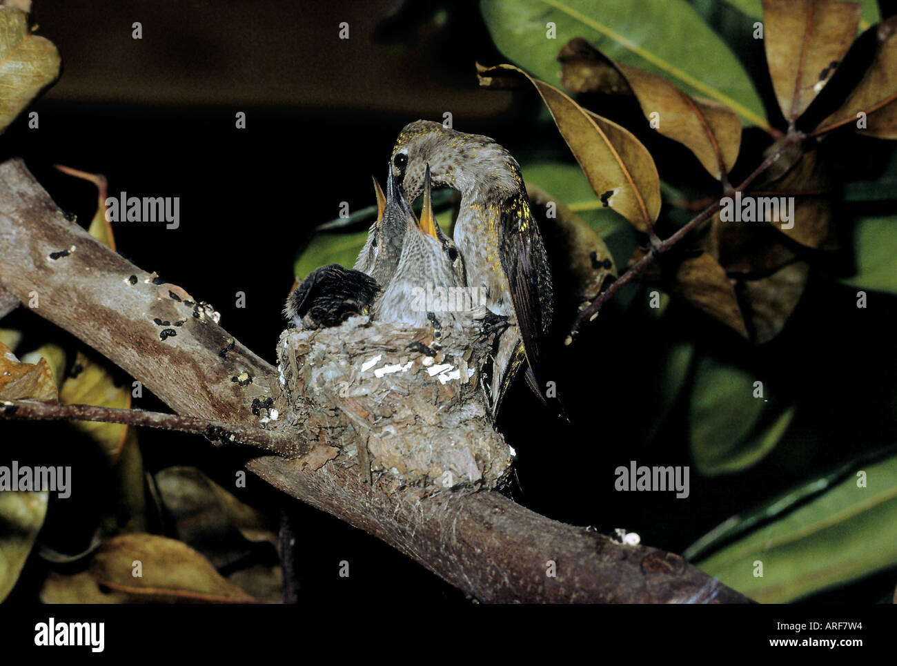 Female Anna's Hummingbird feeding her two almost mature chicks Stock ...