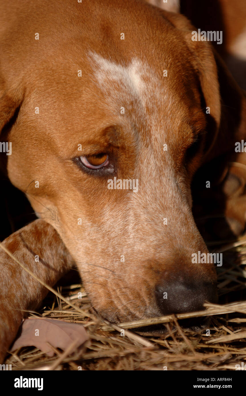 close up portrait of hunting country dog Stock Photo