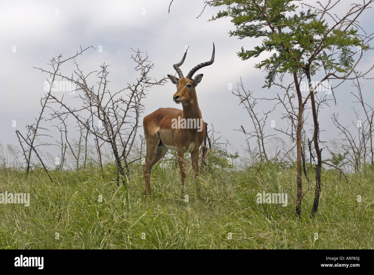 Headshot of an impala hi-res stock photography and images - Alamy
