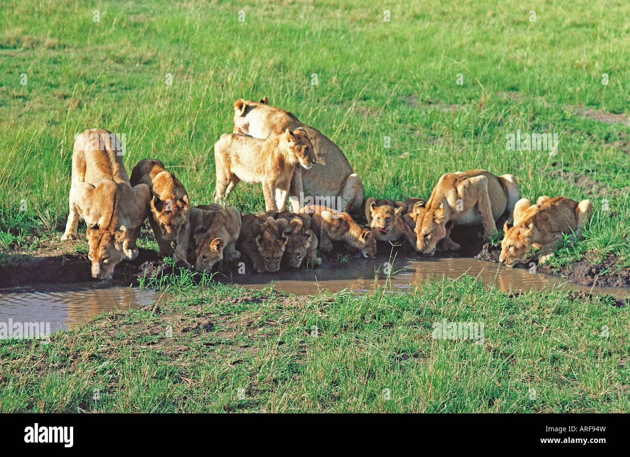 Pride of three adult female lionesses and nine cubs drinking at a pool in the Masai Mara National Reserve Kenya East Africa Stock Photo