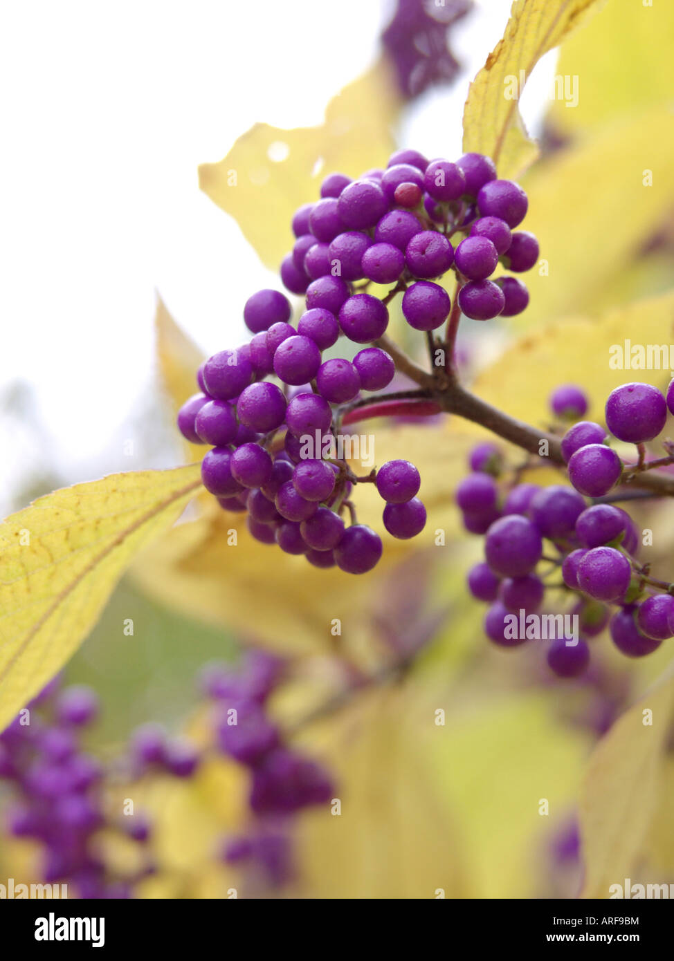 Japanese beautyberry (Callicarpa japonica) Stock Photo