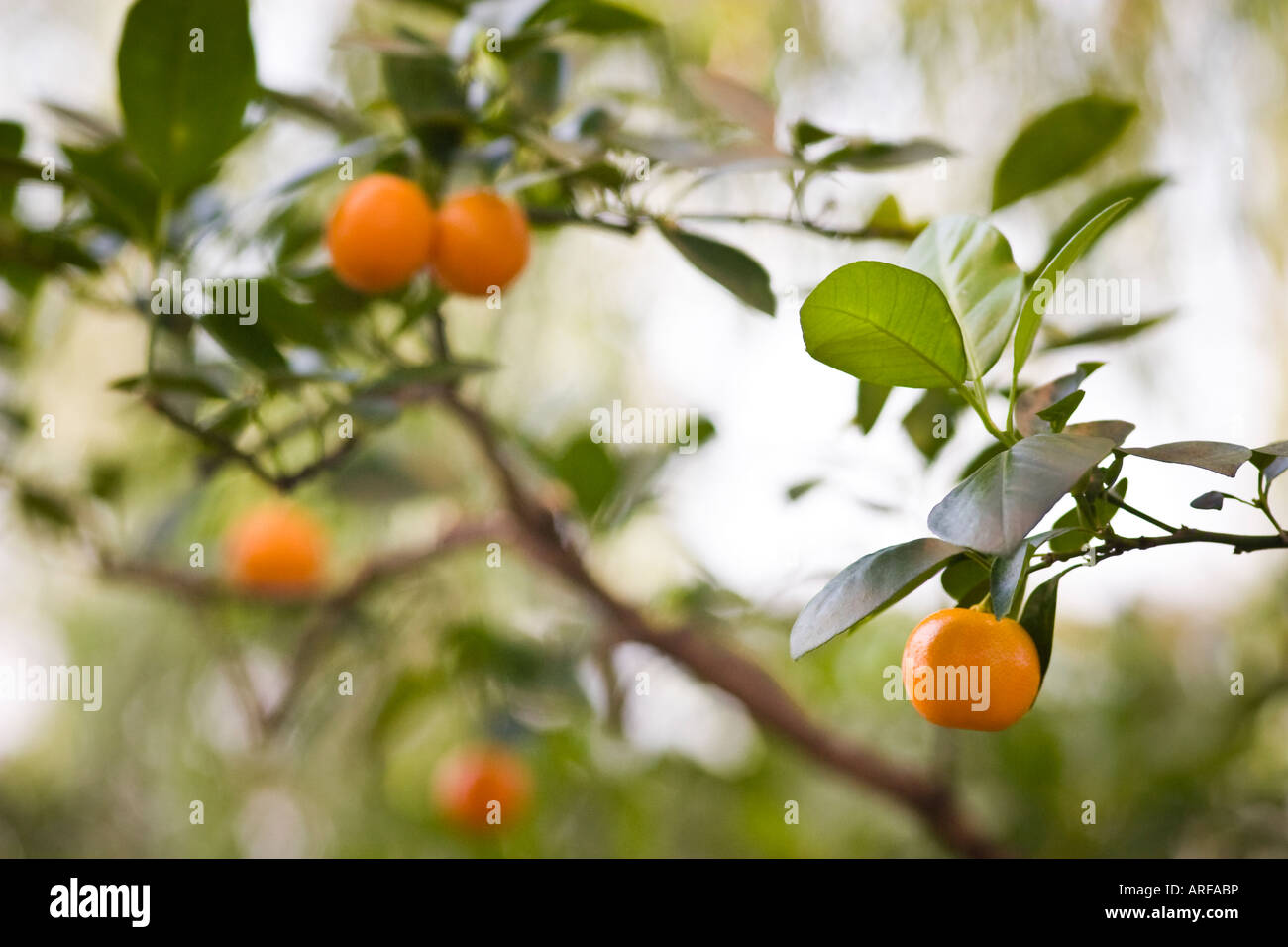 Mandarin orange tree with ripe fruit Citrus reticulata Stock Photo Alamy