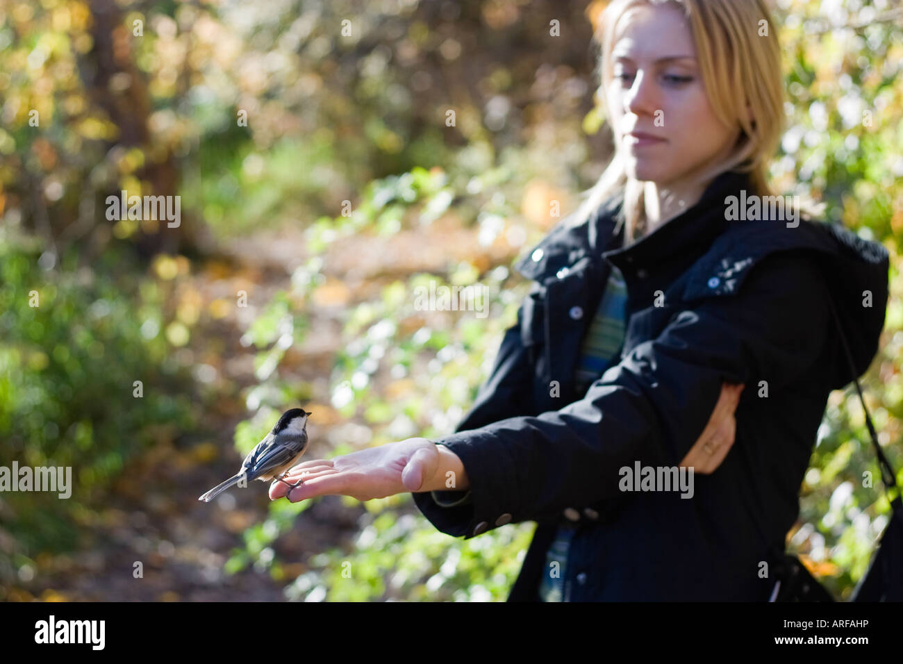 Chickadee sitting on woman's palm Ontario forests Royal Botanical Gardens Stock Photo