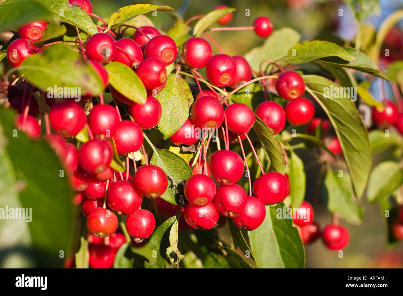 Ripe red crab apple clusters on branch Stock Photo - Alamy