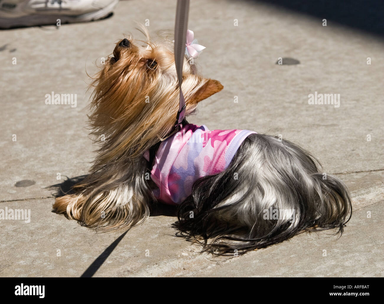 yorkshire terrier blue and tan