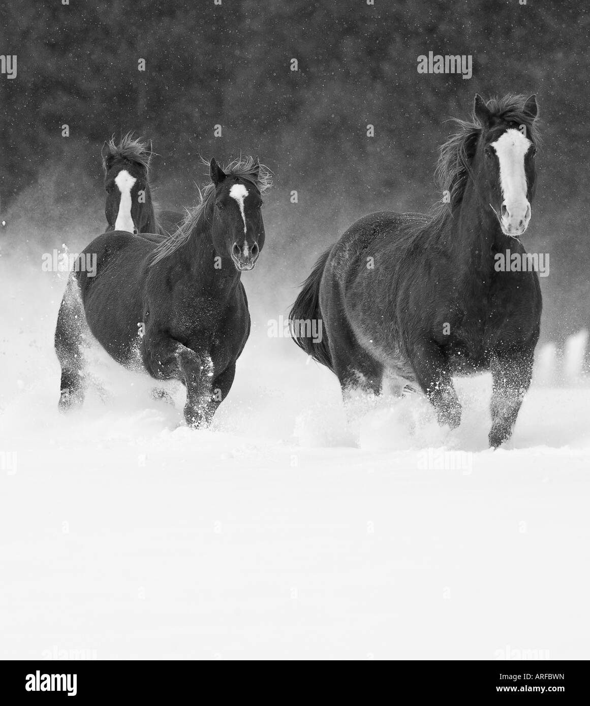 Horses Black and White Stock Photos & Images Alamy