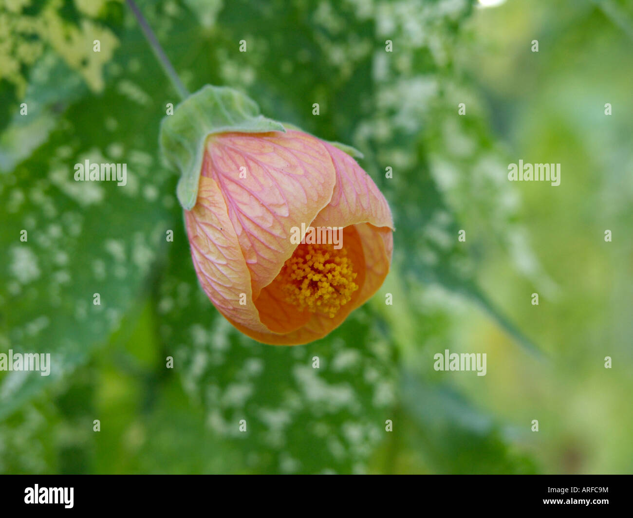 Flowering maple (Abutilon) Stock Photo