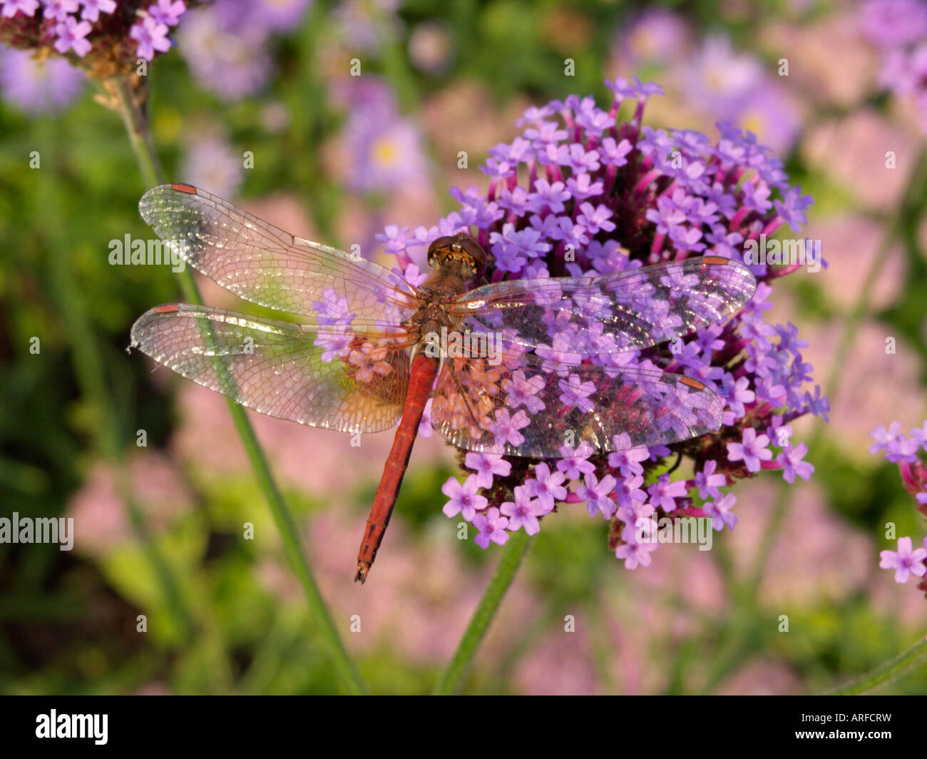 Purpletop vervain (Verbena bonariensis) and dragonfly (Sympetrum) Stock Photo