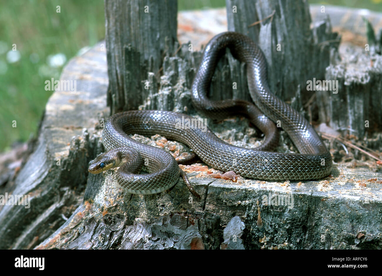 Aesculapian snake (Elaphe longissima), Greece Stock Photo