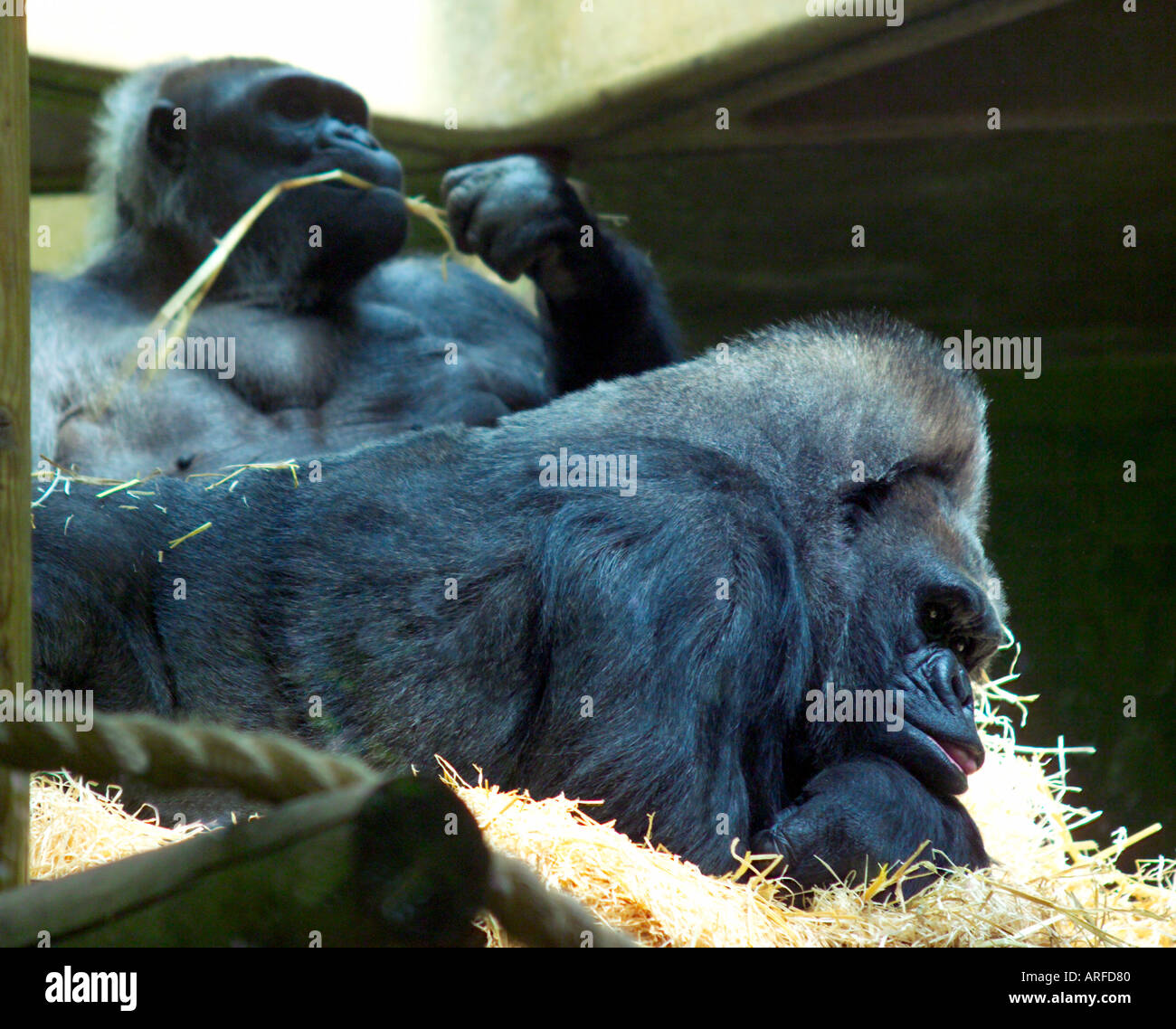 gorillas Stock Photo