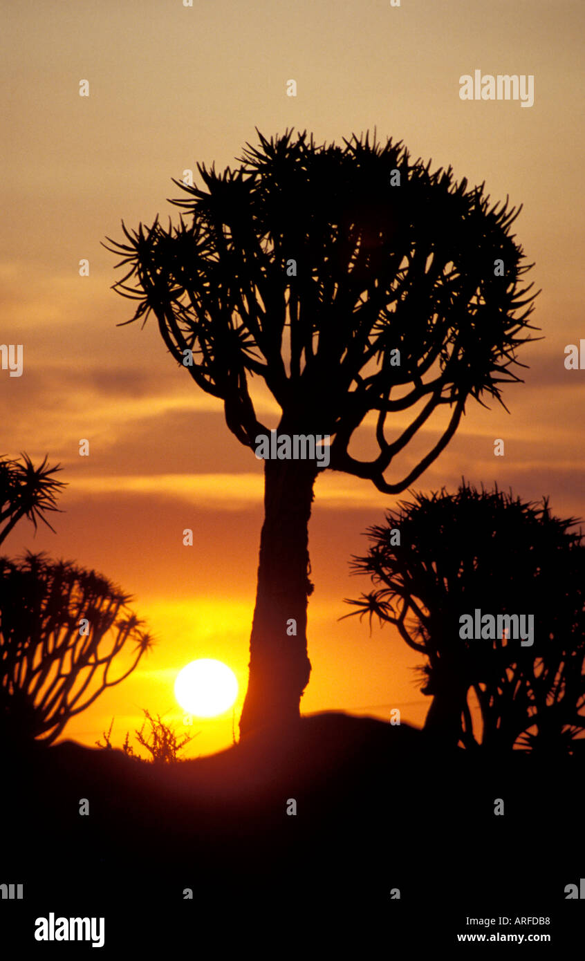 Quivertrees in Quivertree Forest at sunset near Keetmanshoop Namibia Stock Photo