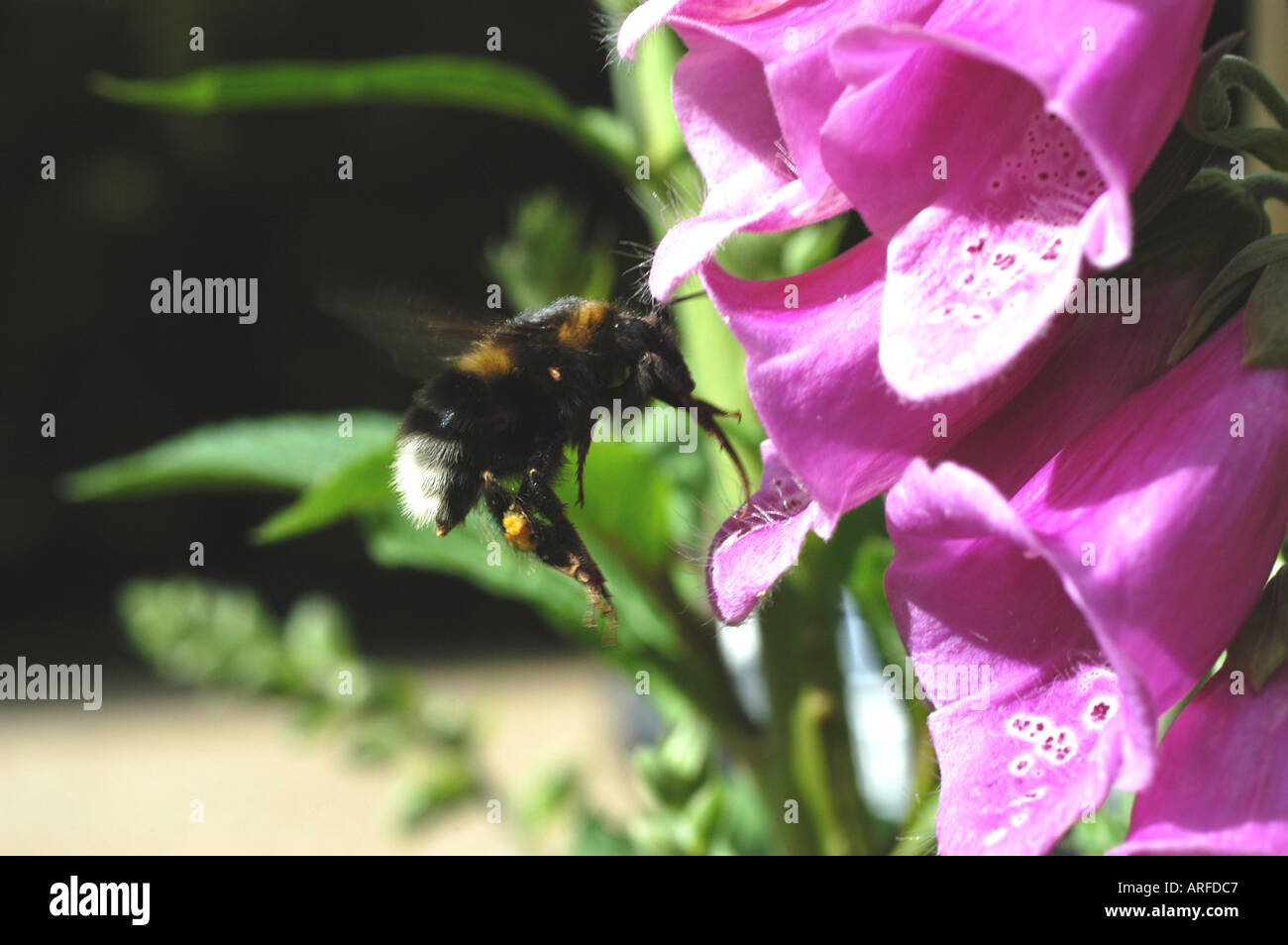 Digitalis Purpurea common foxglove and Bumble bee Stock Photo