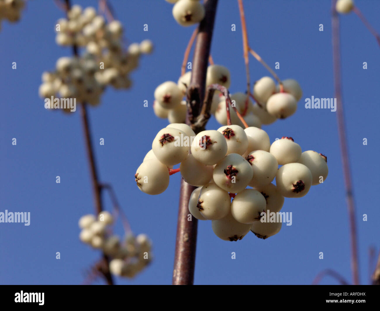 Sorbus glabrescens fruits hires stock photography and images Alamy