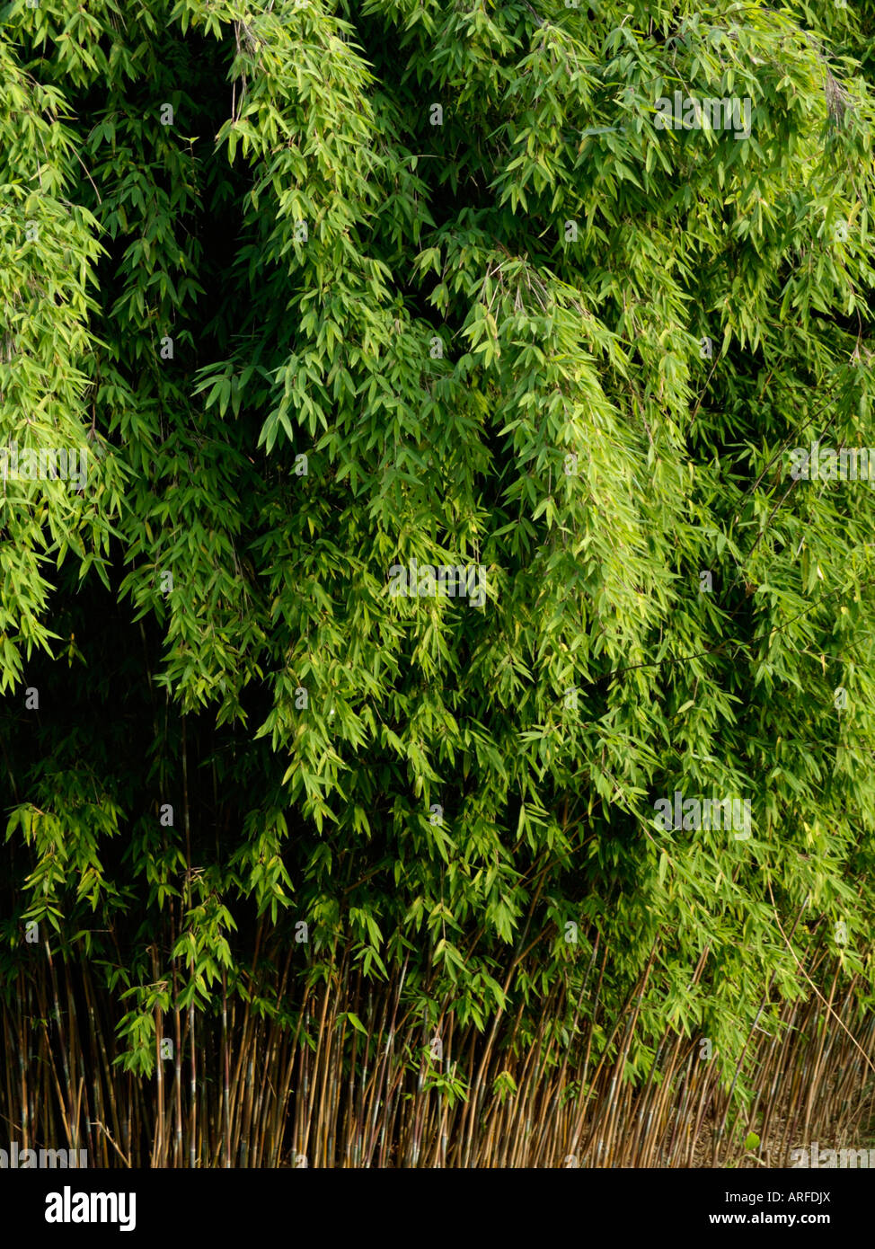 Fountain bamboo (Fargesia nitida) Stock Photo