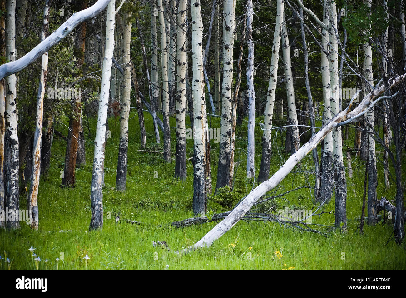 White Aspen Trees Stock Photo