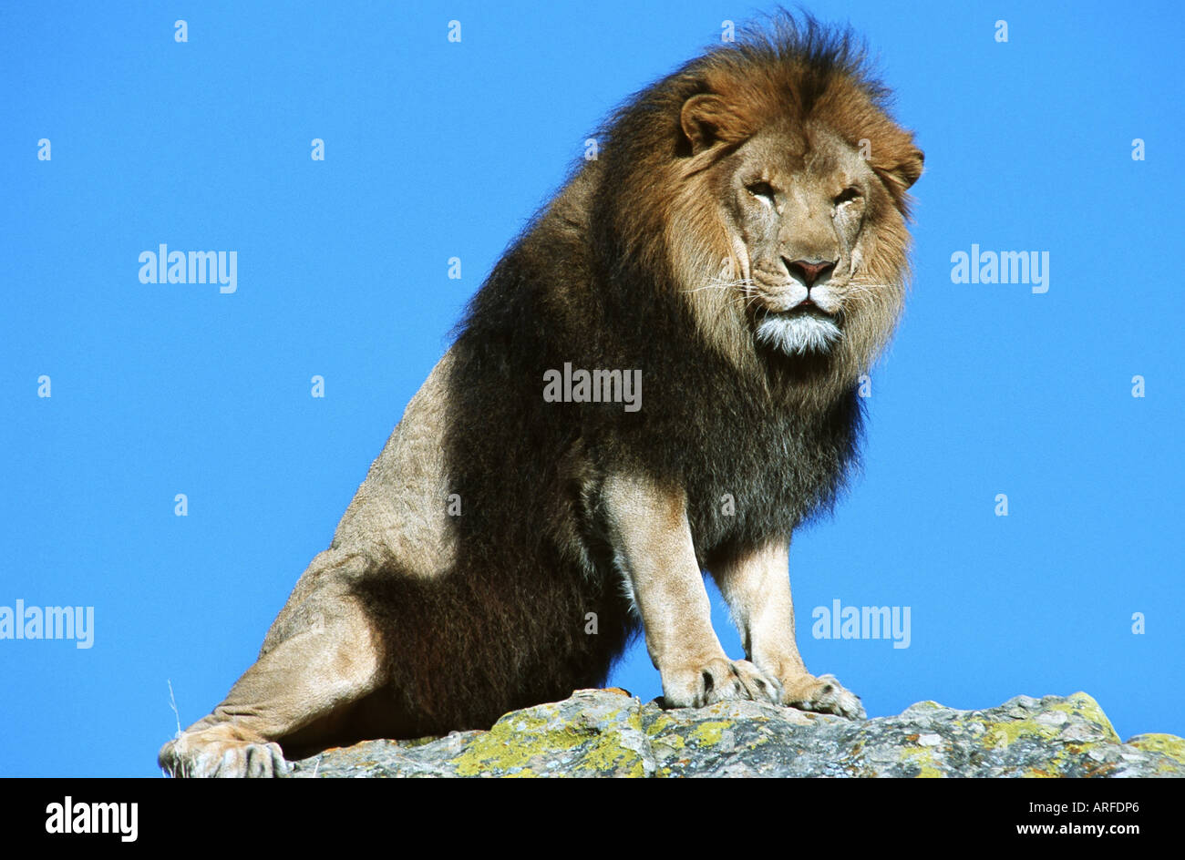 Magnificent male lion sitting hi-res stock photography and images - Alamy