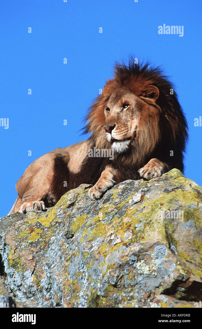 lion (Panthera leo), lying on a rock Stock Photo - Alamy