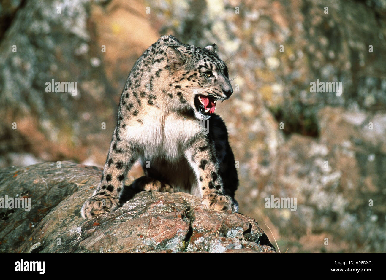 Snow Leopard Panthera Uncia Uncia Uncia Standing On A Rock Snarling Stock Photo Alamy