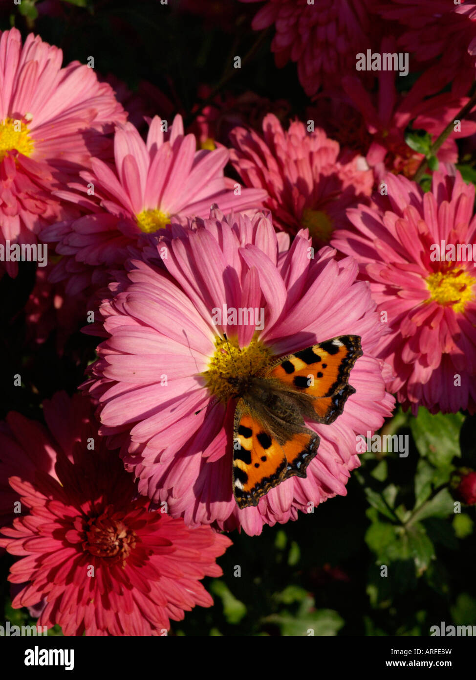 Chrysanthemum (Chrysanthemum indicum 'Cinderella') and small tortoiseshell (Aglais urticae) Stock Photo