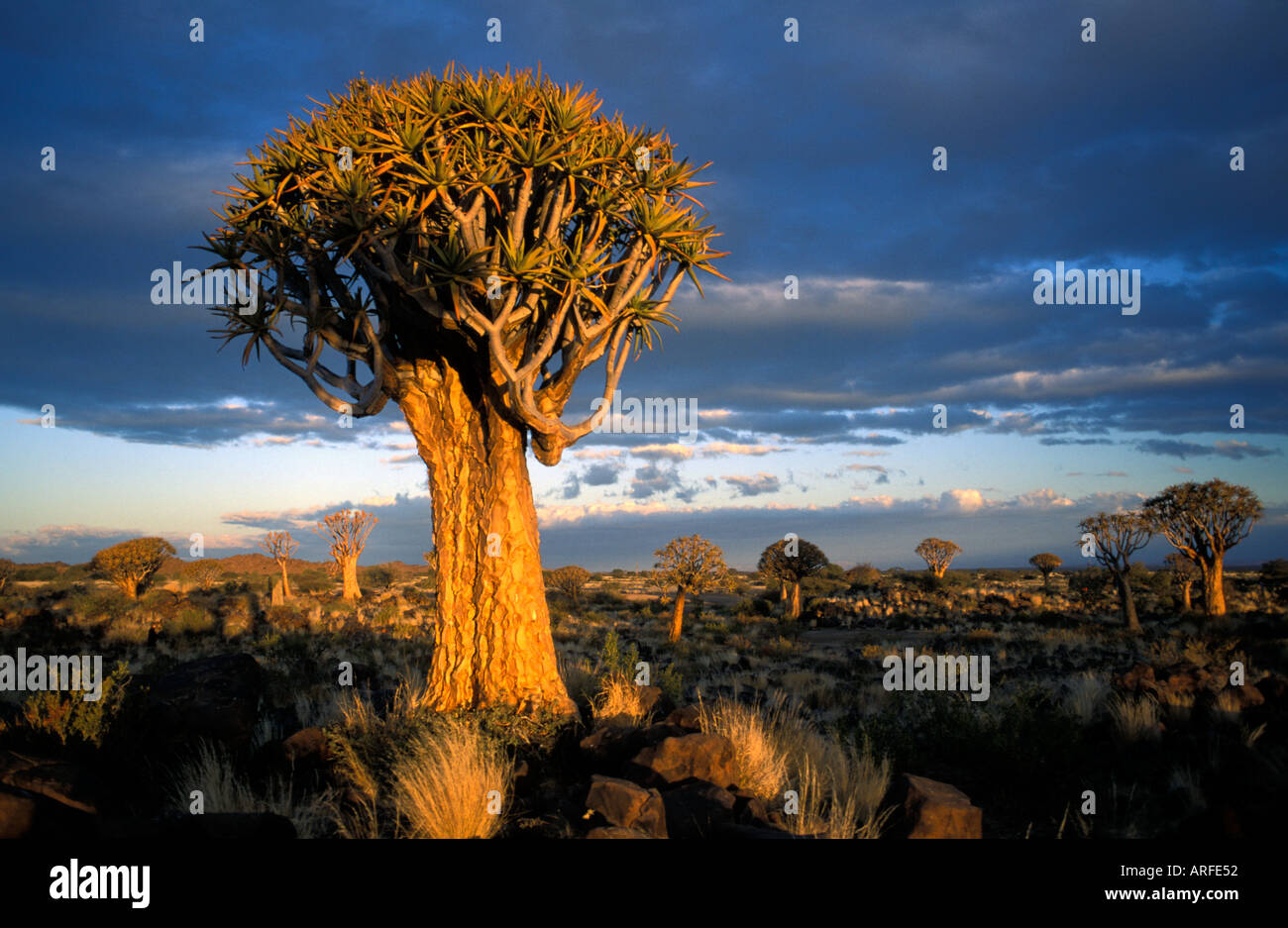 Quivertrees in Quivertree Forest near Keetmanshoop Namibia Stock Photo