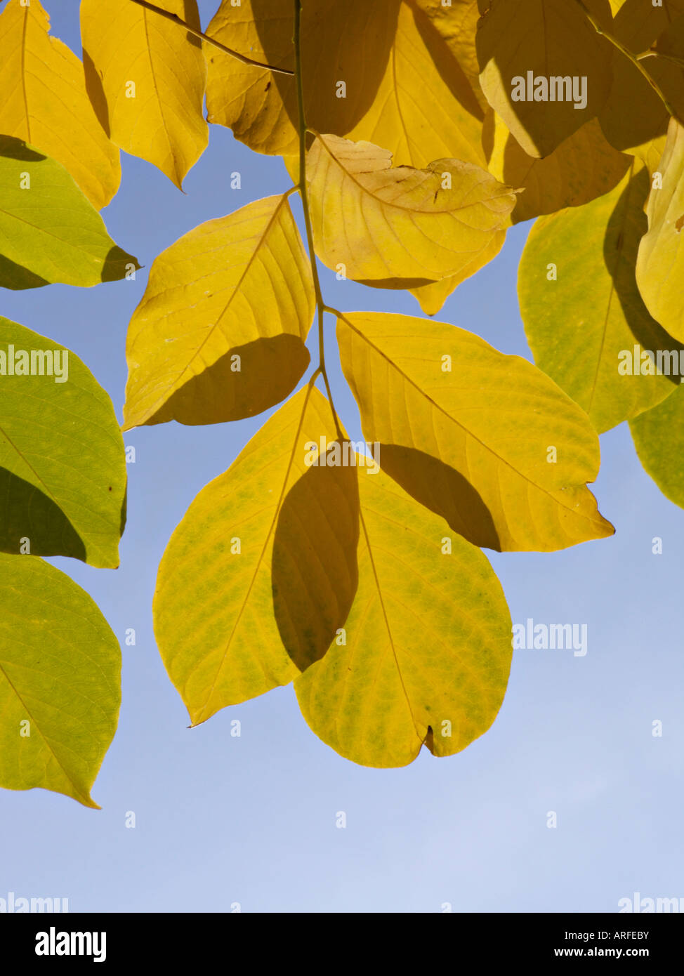 Cladrastis lutea yellowwood hi-res stock photography and images - Alamy