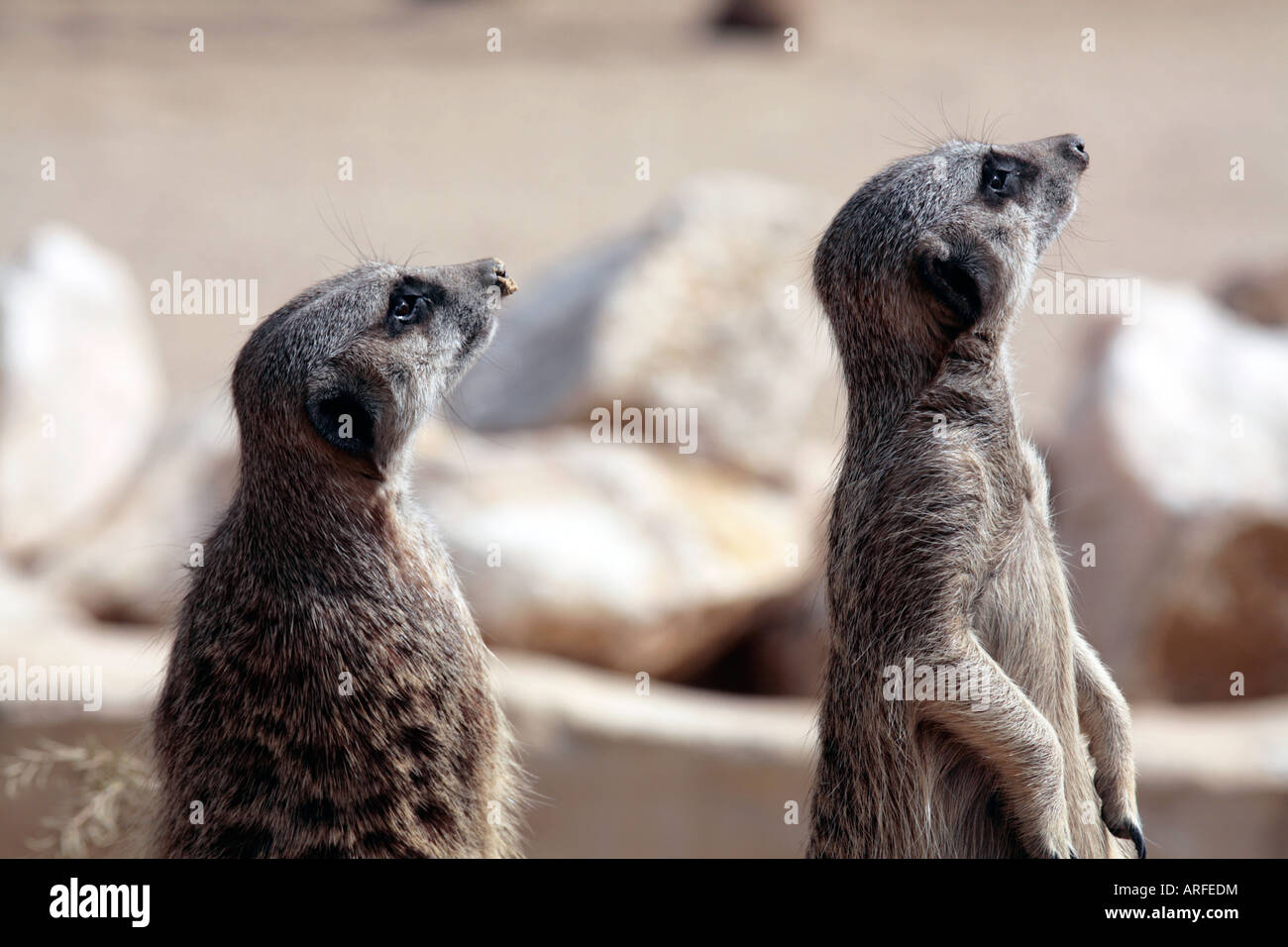 Premium Photo | Suricata on a tree