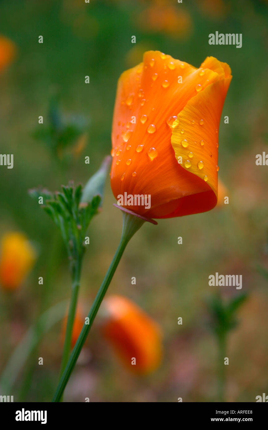 California poppy flower bud Stock Photo Alamy