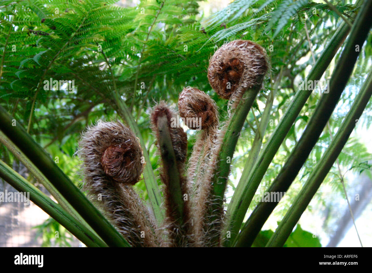 Tree fern fiddleheads Stock Photo Alamy
