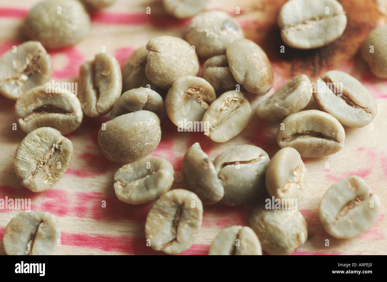 Arabian coffee (Coffea arabica), unroasted beans Stock Photo Alamy