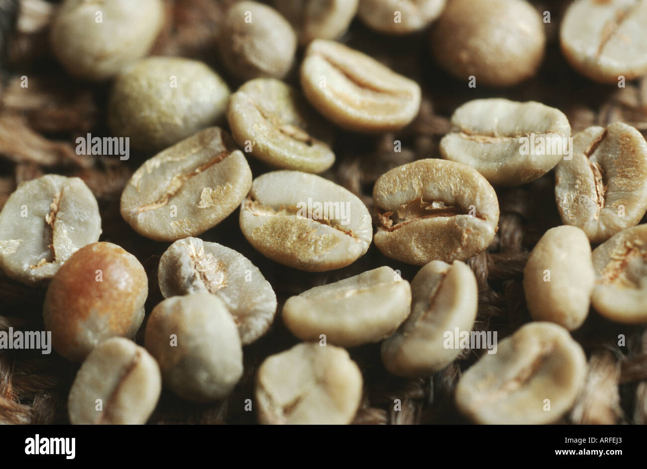 Arabian coffee (Coffea arabica), unroasted beans Stock Photo Alamy