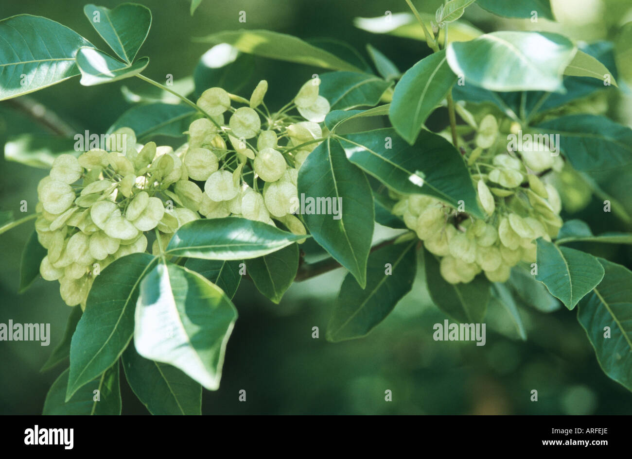 wafer ash, hop tree, stinking ash (Ptelea trifoliata), young fruits Stock Photo