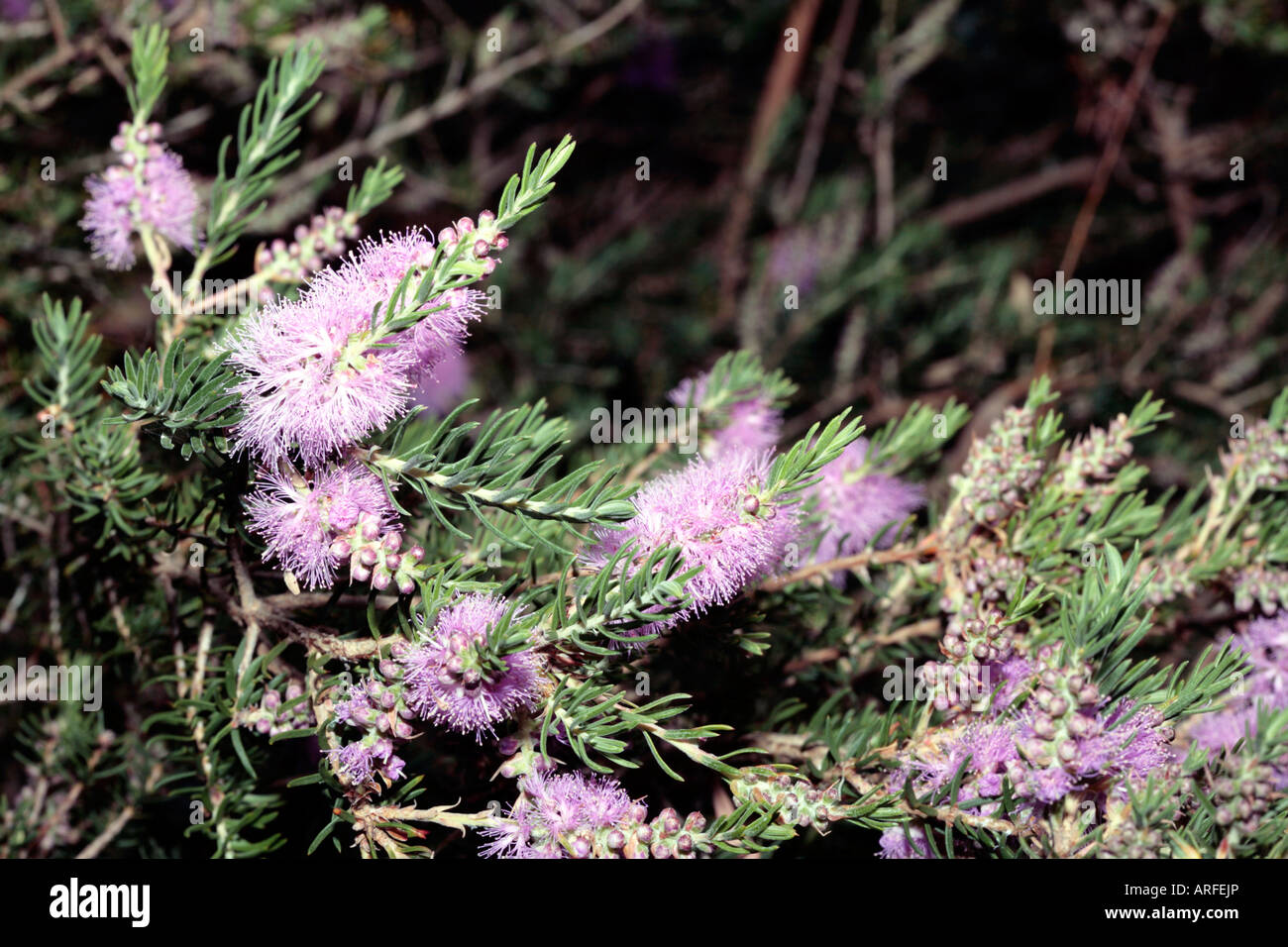 Melaleuca subfalcata- syn. M.brachystachya- Family Myrtaceae Stock Photo