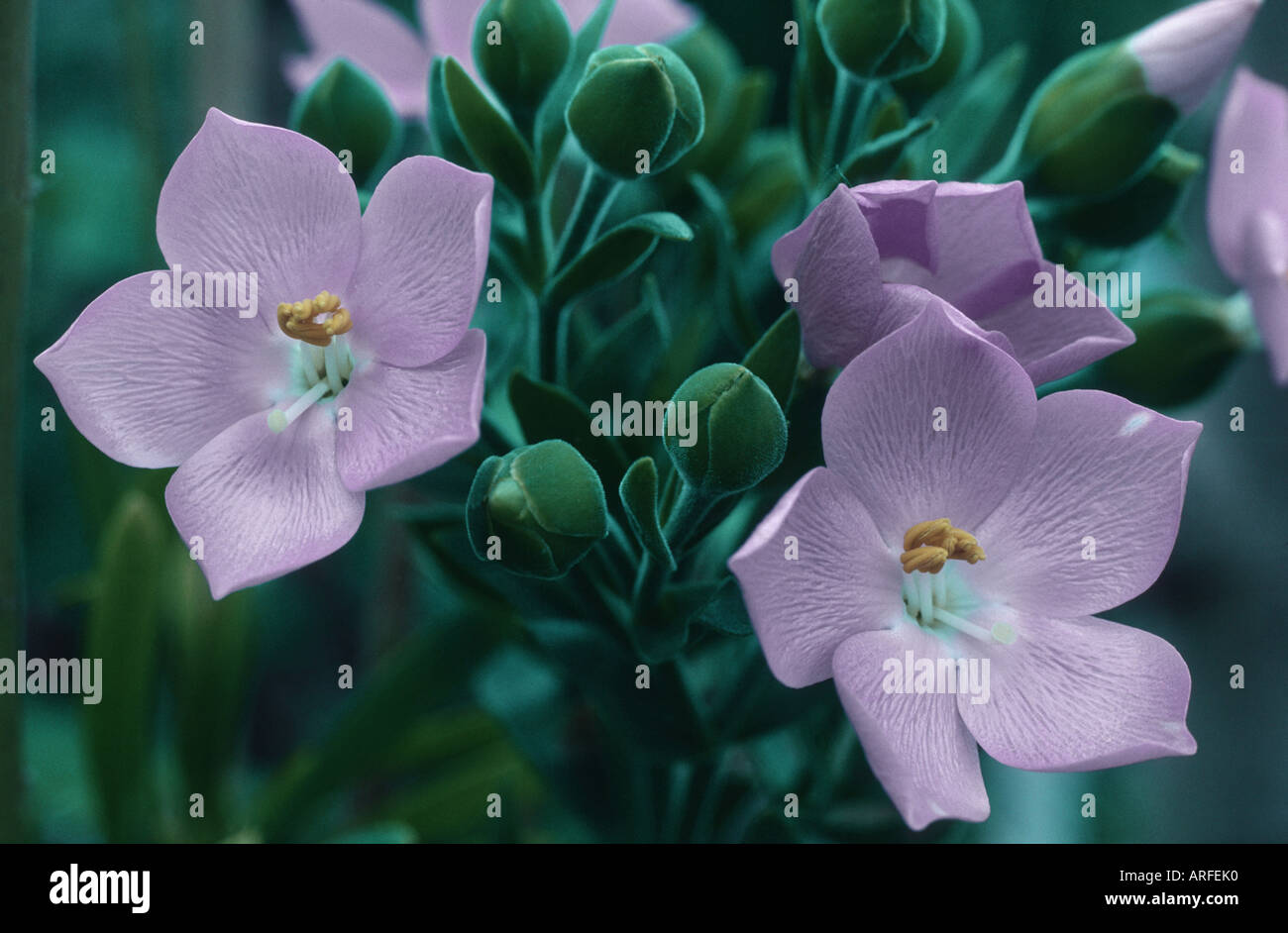 Orphium frutescens (Orphium frutescens), flowers Stock Photo