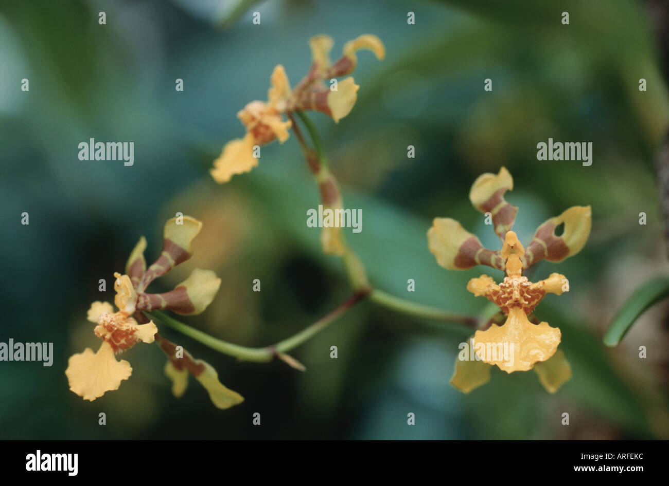 Oncidium longipes (Oncidium longipes), flowers Stock Photo