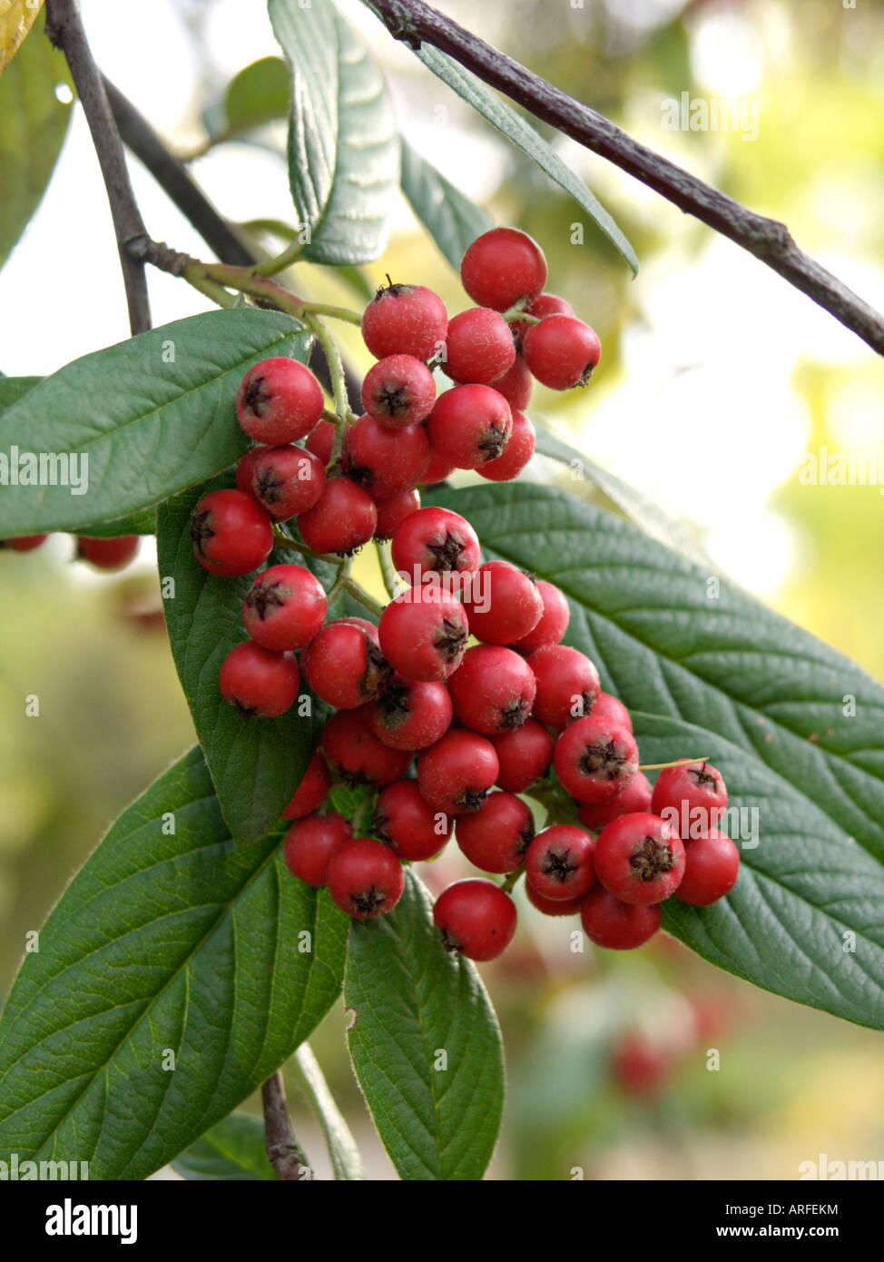 Willow-leaved cotoneaster (Cotoneaster salicifolius) Stock Photo