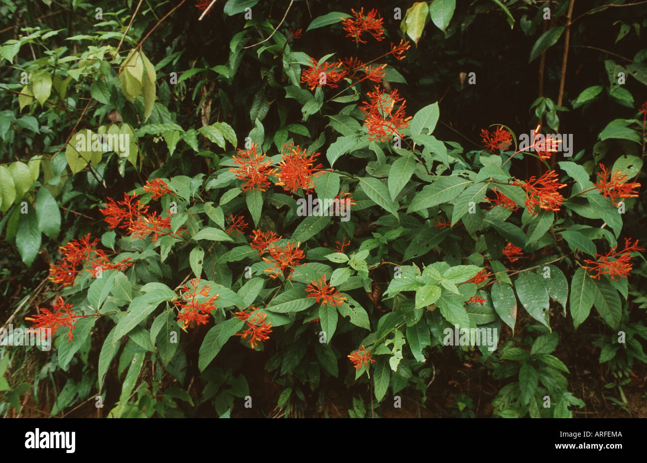 Cappel (Palicourea crocea), blooming Stock Photo