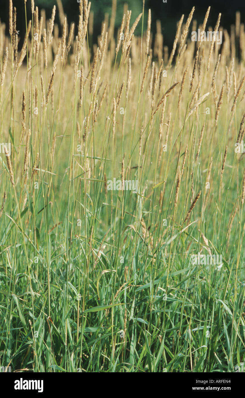 reed Canary grass (Phalaris arundinacea), fruiting Stock Photo