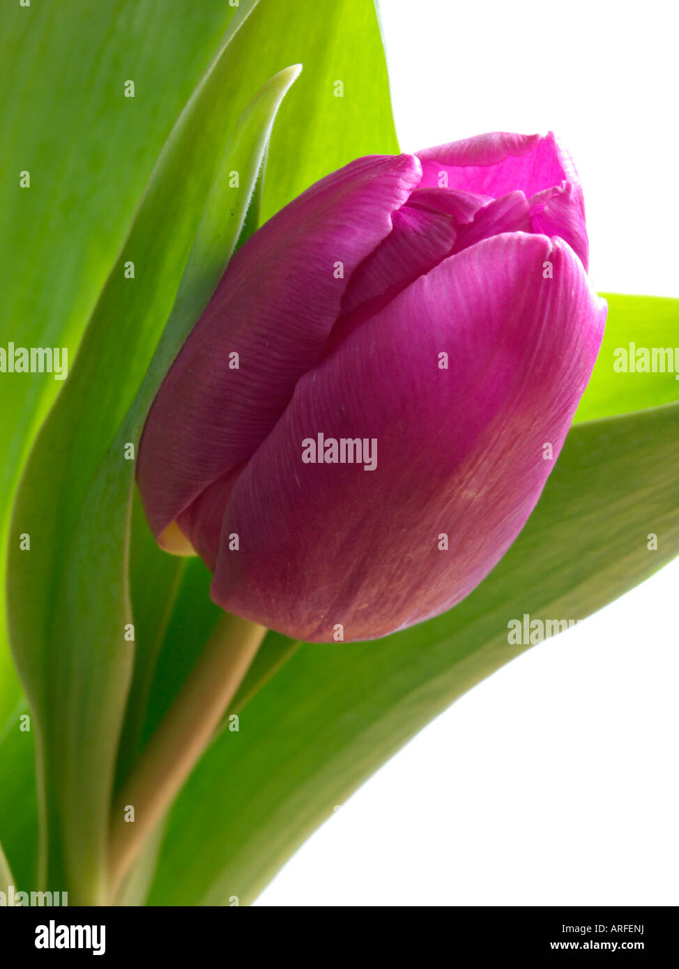 Spring tulip cutout hi-res stock photography and images - Alamy
