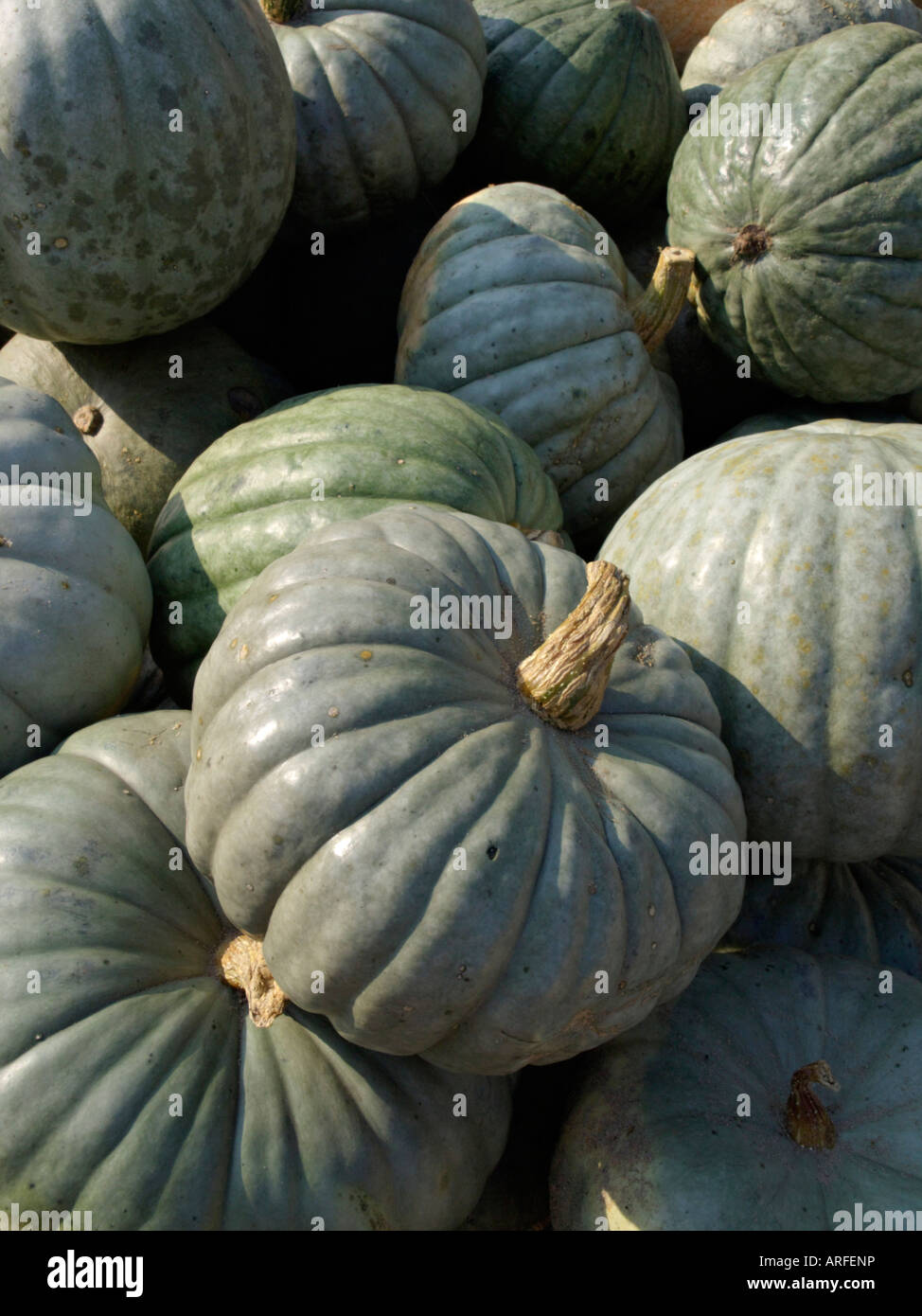 Featured image of post Simple Way to Green Hokkaido Pumpkin