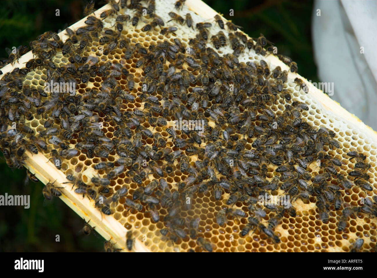 Bee Keeping. honeycomb bikage. Bienenwabe. Biene Halten. Honig.  panal.  rayon de miel. Stock Photo
