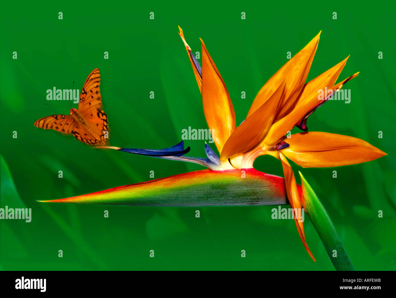Bird of Paradise tropical flower with Gulf Frittilary butterfly flying away. Stock Photo