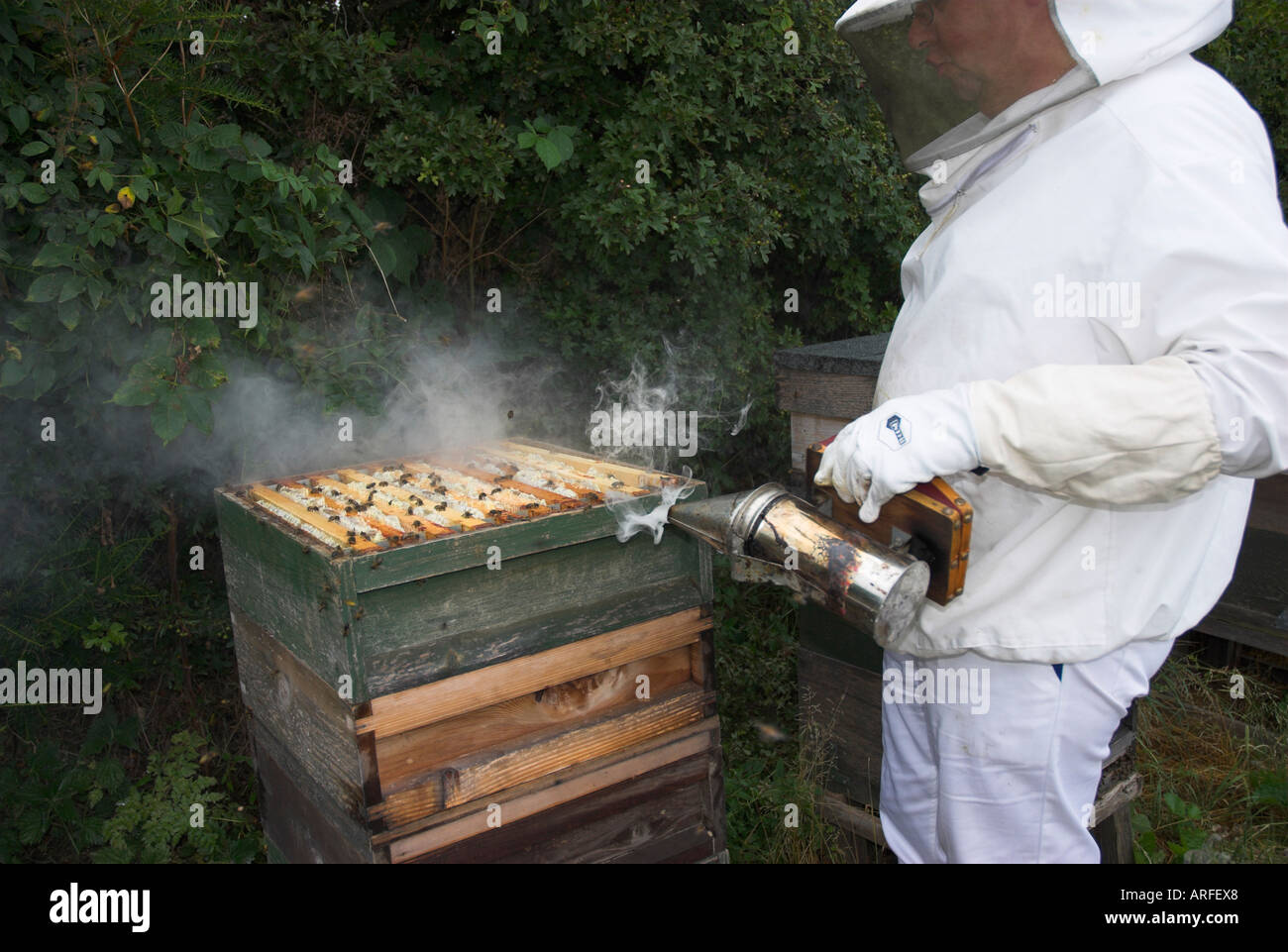 Bee Keeping. Using the smoker Stock Photo Alamy