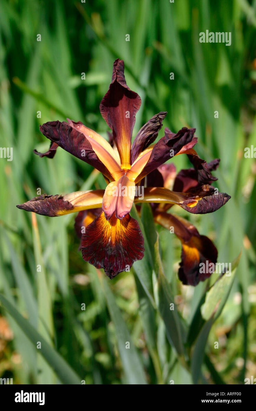 yellow brown gold colored iris flower Stock Photo