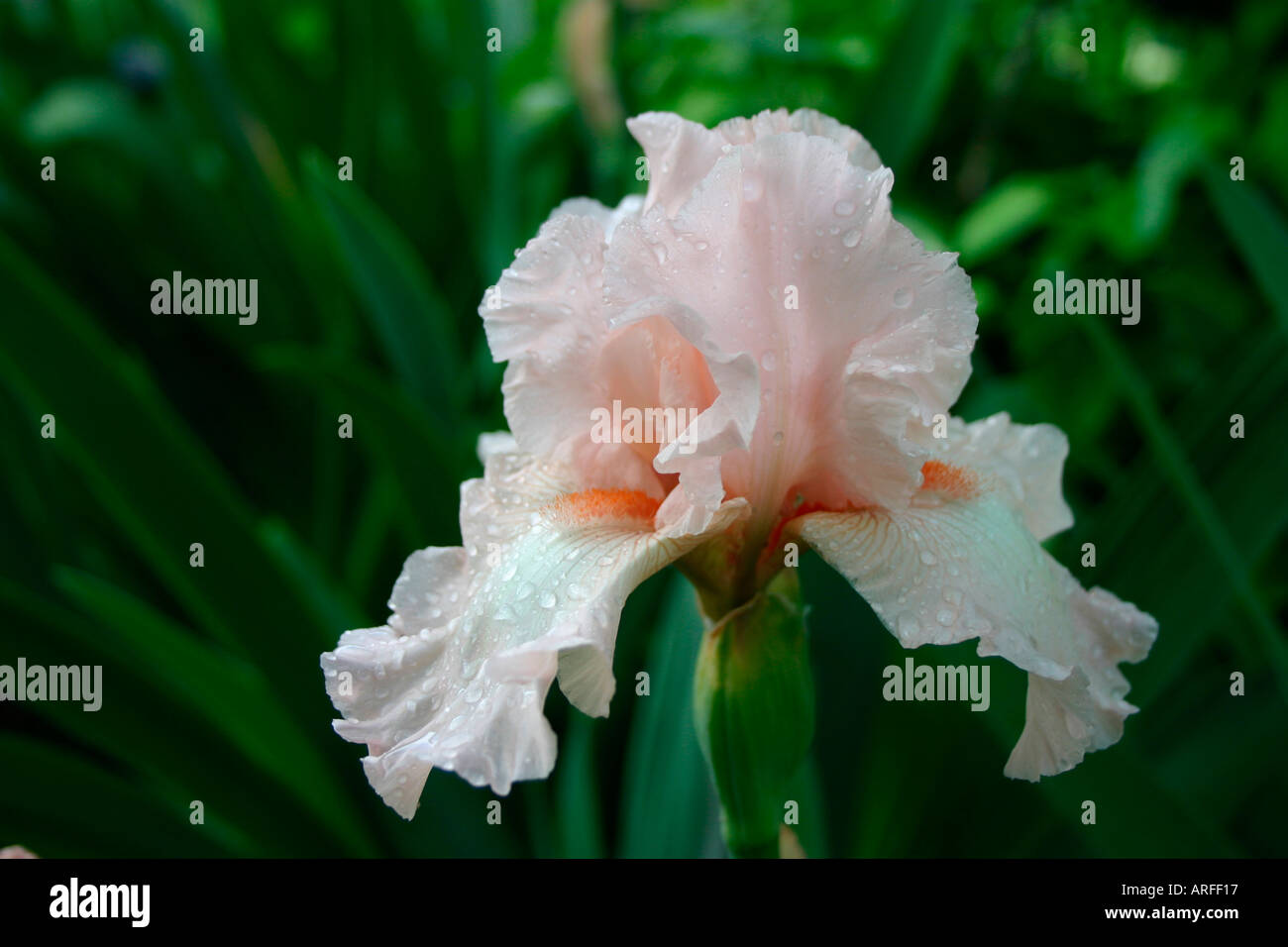 Peach pink white iris flower Stock Photo