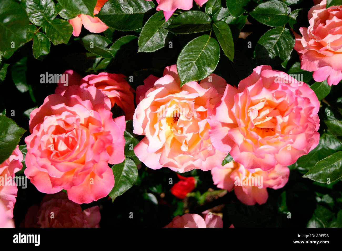 Chicago peace rose hires stock photography and images Alamy