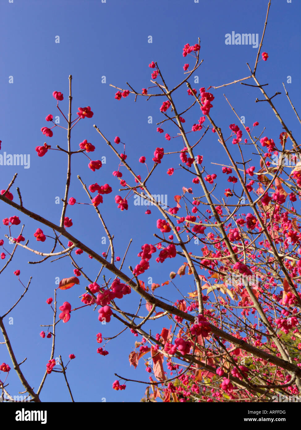 Spindle tree (Euonymus hamiltonianus) Stock Photo