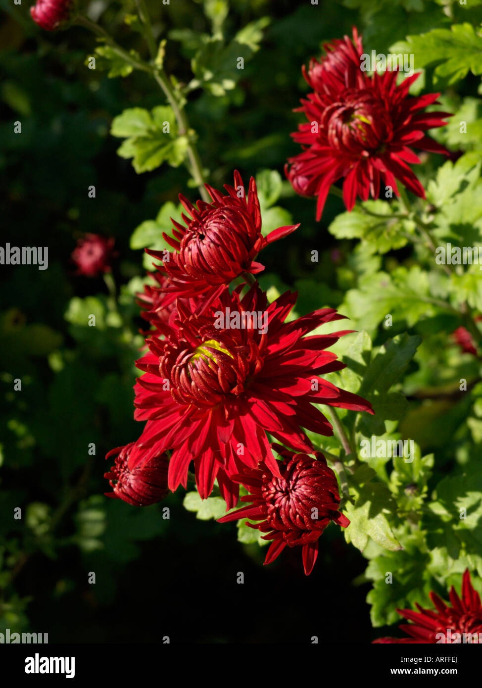 Chrysanthemum (Chrysanthemum indicum 'Fellbacher Wein') Stock Photo